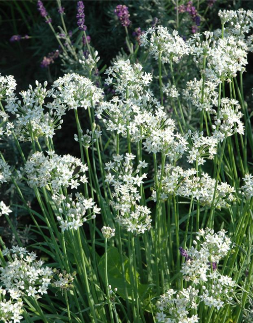 Allium tuberosum Neko