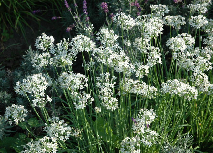 Allium tuberosum Neko