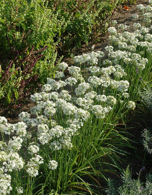 Allium tuberosum