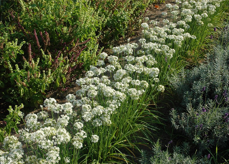 Allium tuberosum