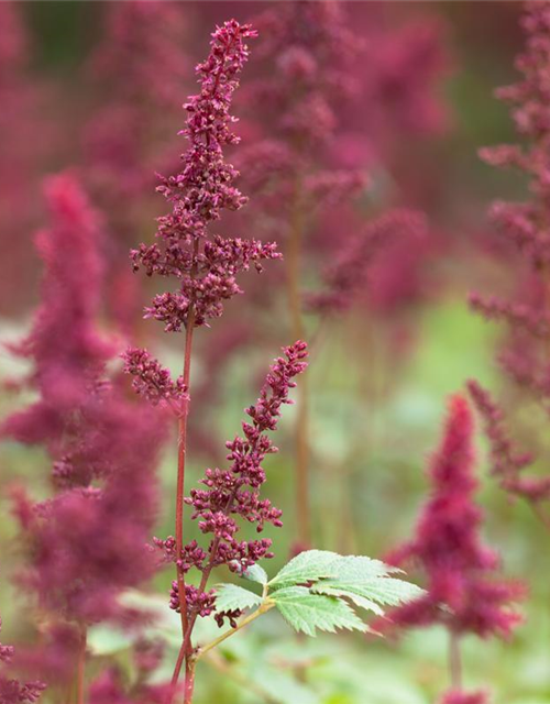 Astilbe x arendsii Fanal