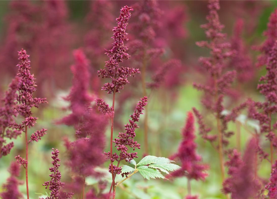 Astilbe x arendsii Fanal