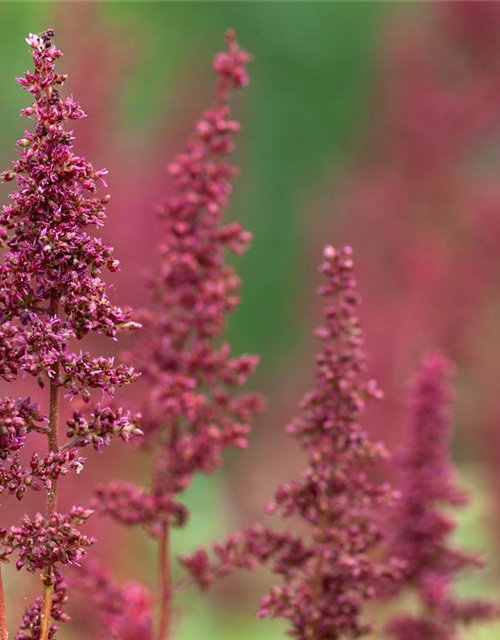 Astilbe x arendsii Fanal