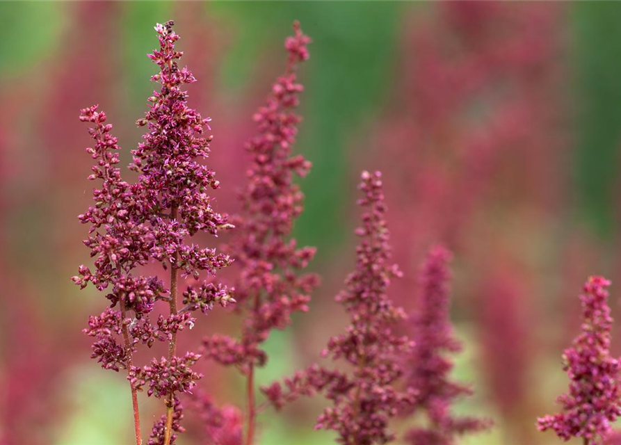 Astilbe x arendsii Fanal