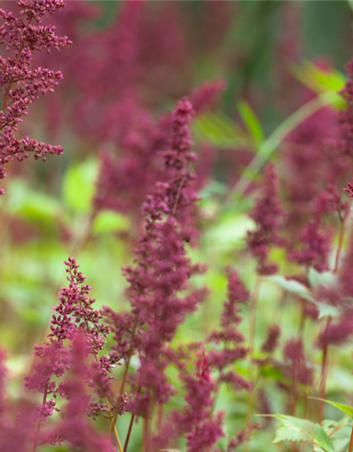 Astilbe x arendsii Fanal