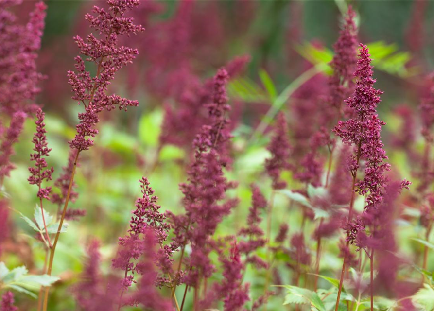 Astilbe x arendsii Fanal