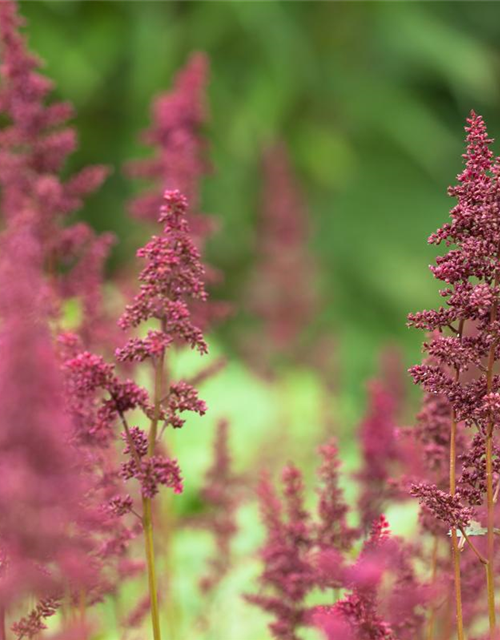 Astilbe x arendsii Fanal