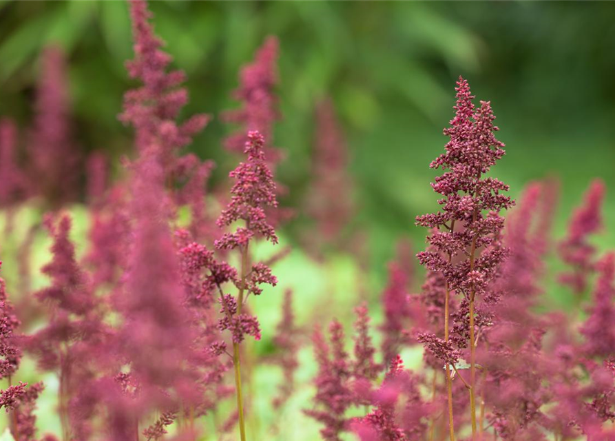 Astilbe x arendsii Fanal