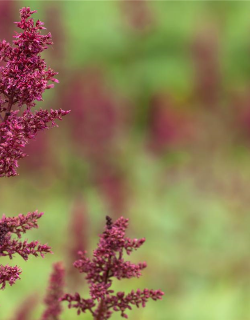 Astilbe x arendsii Fanal