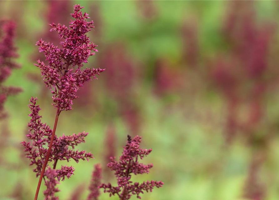 Astilbe x arendsii Fanal