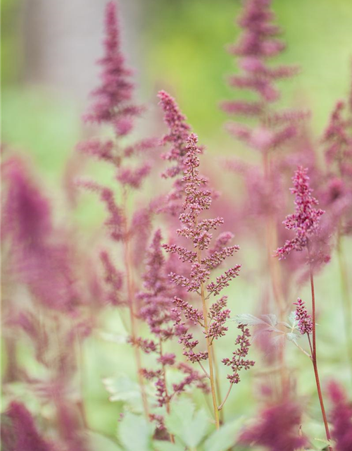 Astilbe x arendsii Fanal