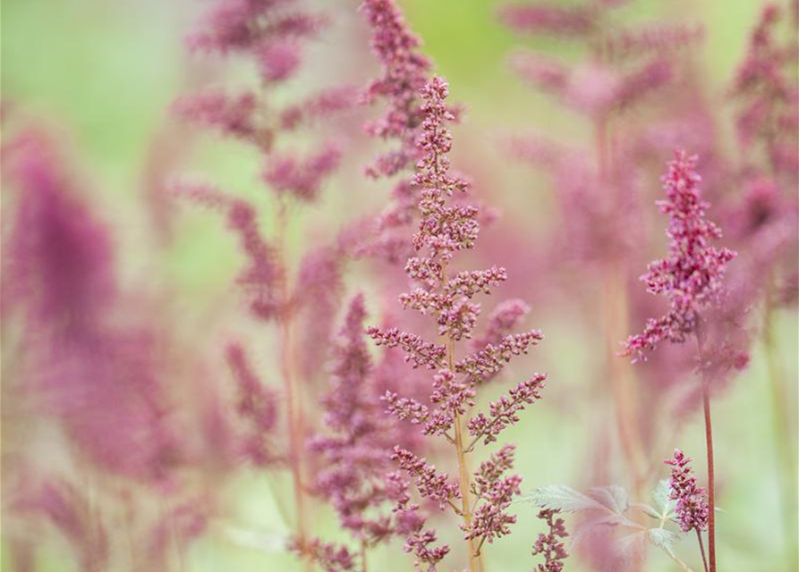 Astilbe x arendsii Fanal