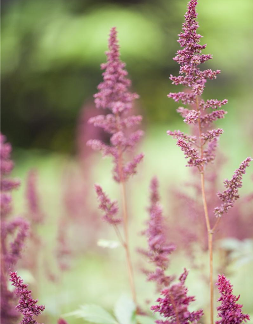 Astilbe x arendsii Fanal