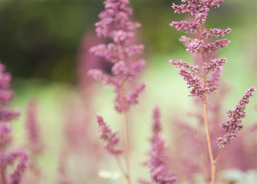 Astilbe x arendsii Fanal