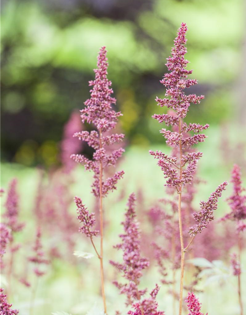 Astilbe x arendsii Fanal