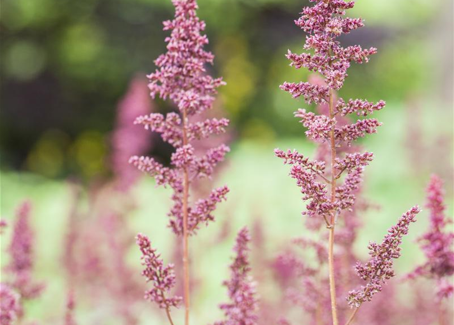 Astilbe x arendsii Fanal