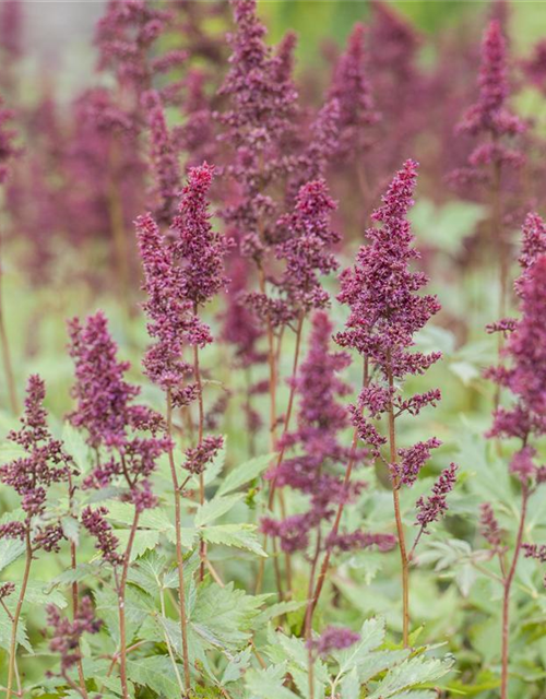 Astilbe x arendsii Fanal