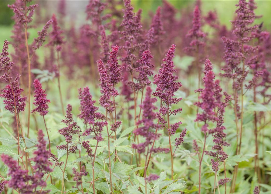 Astilbe x arendsii Fanal