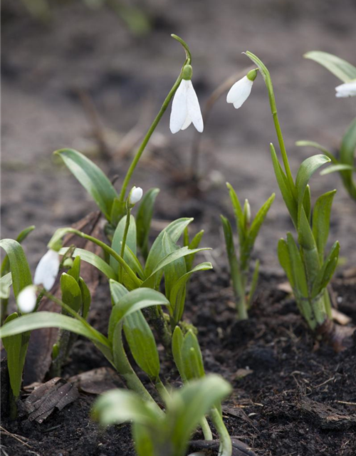 Galanthus nivalis x25 4/5