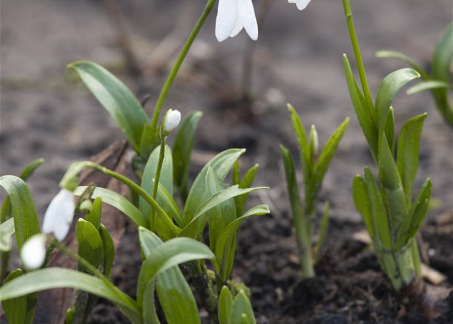 Galanthus nivalis x25 4/5