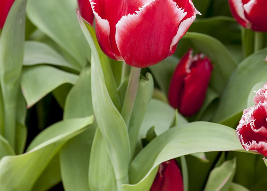 Tulipa Canasta x10 11/12