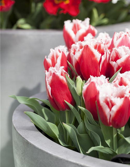 Tulipa Canasta x10 11/12