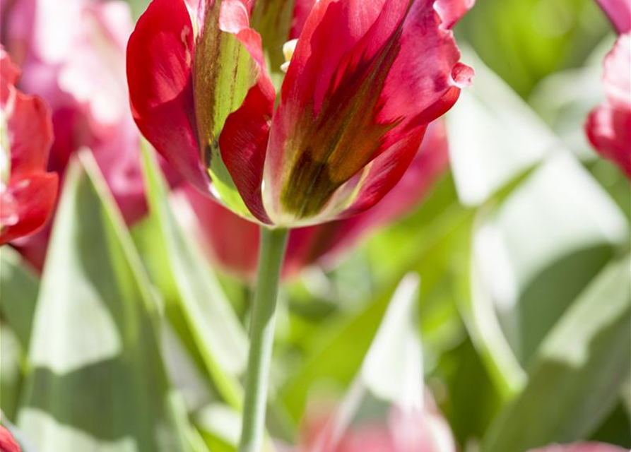 Tulipa Esperanto x10 11/12