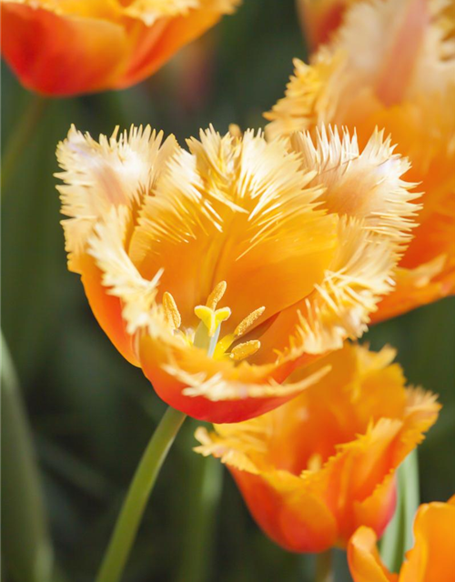 Tulipa Lambada x10 11/12