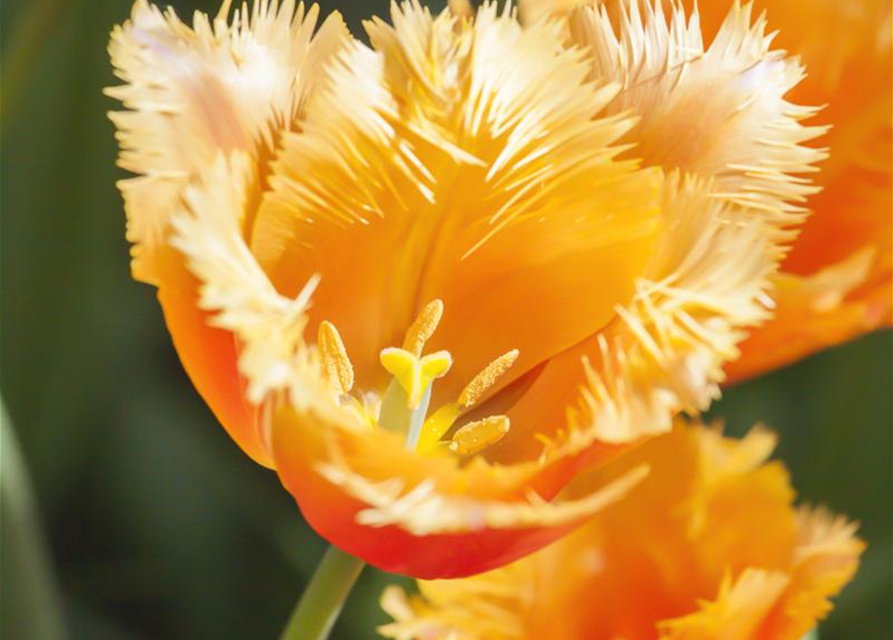 Tulipa Lambada x10 11/12