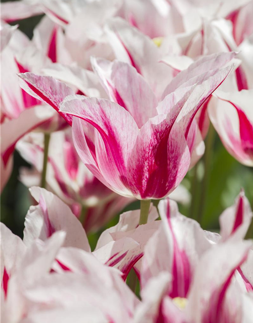 Tulipa Marilyn x10 11/12