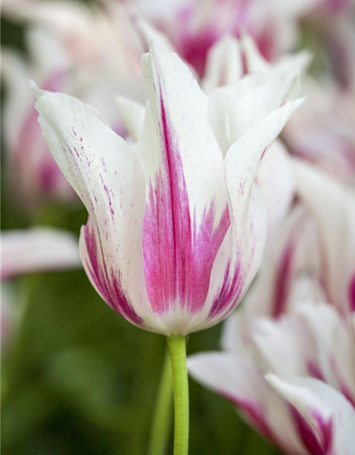 Tulipa Marilyn x10 11/12