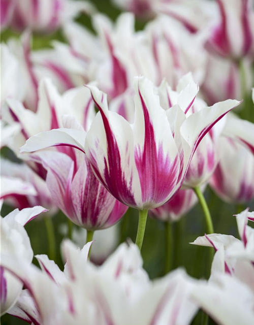 Tulipa Marilyn x10 11/12