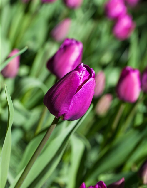 Tulipa Negrita x10 12/+