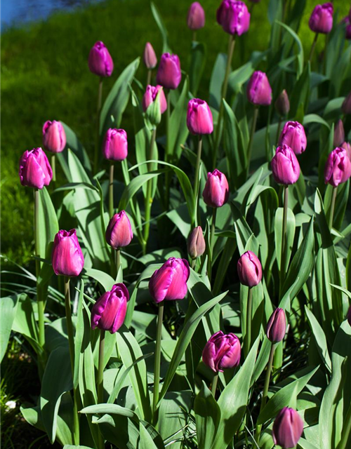 Tulipa Negrita x10 12/+