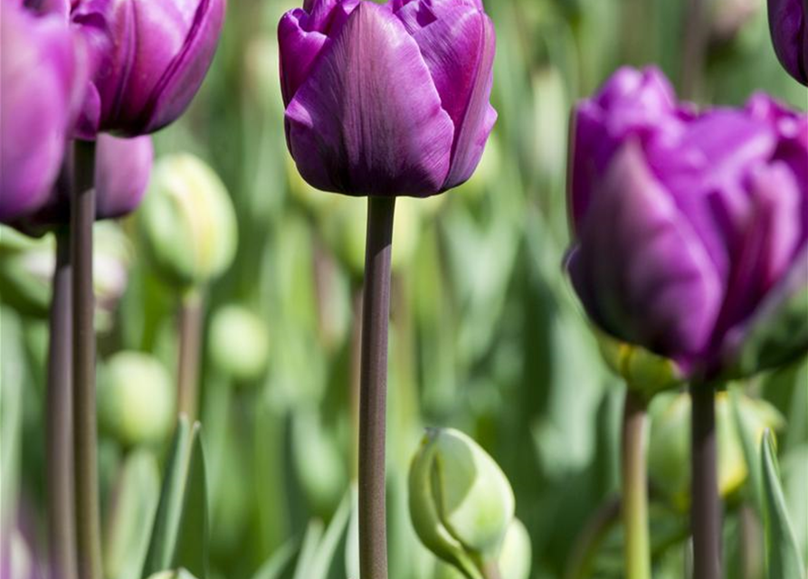 Tulipa Negrita x10 12/+