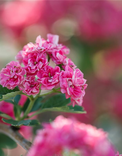 Crataegus laevigata Paul`s Scarlet