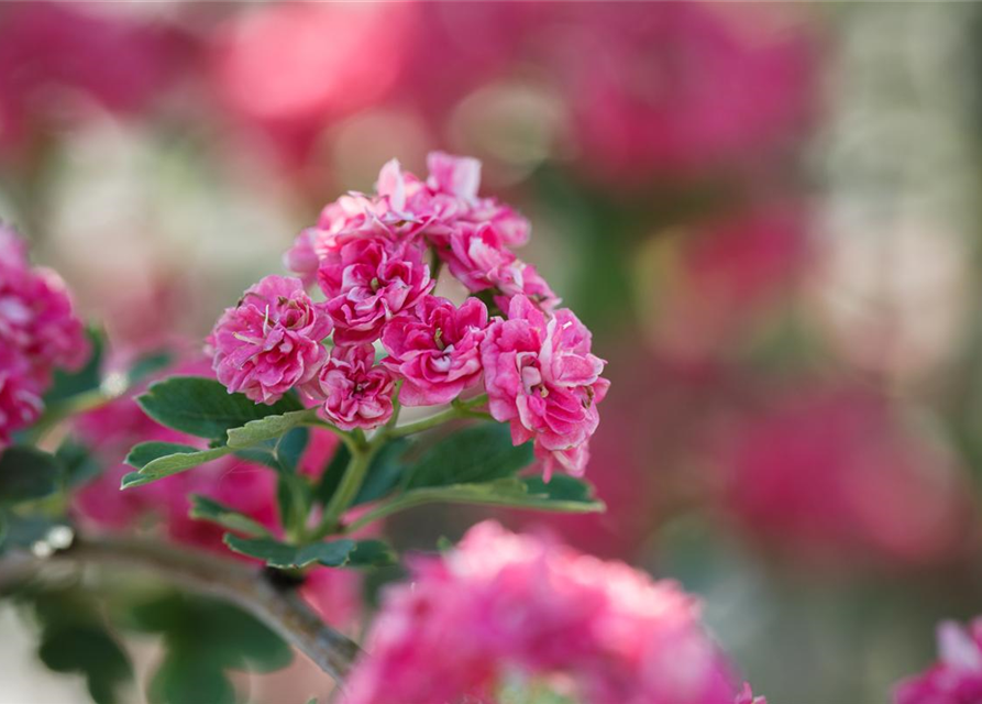 Crataegus laevigata Paul`s Scarlet