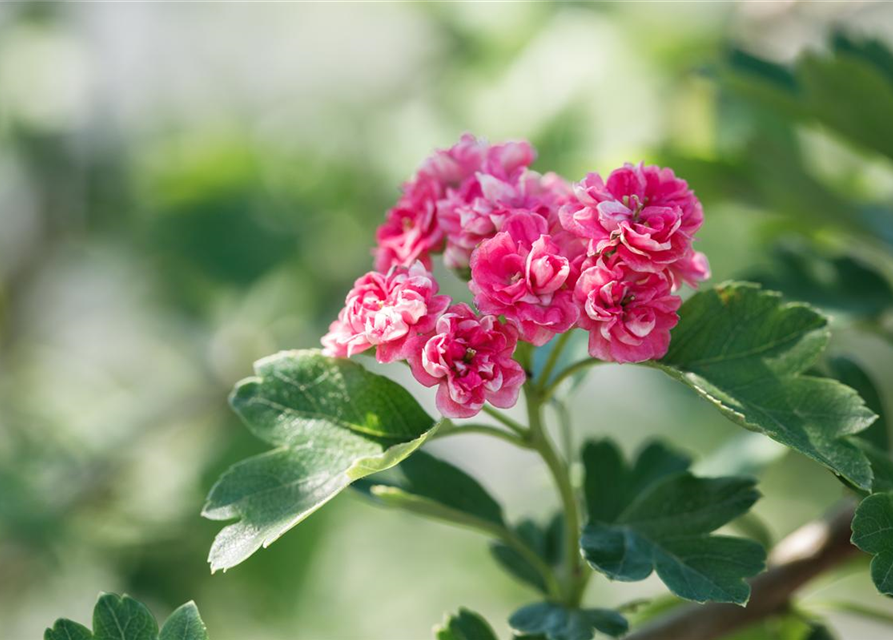 Crataegus laevigata Paul`s Scarlet