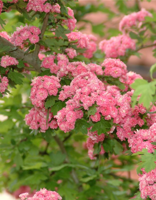 Crataegus laevigata Paul`s Scarlet