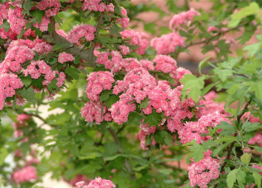 Crataegus laevigata Paul`s Scarlet