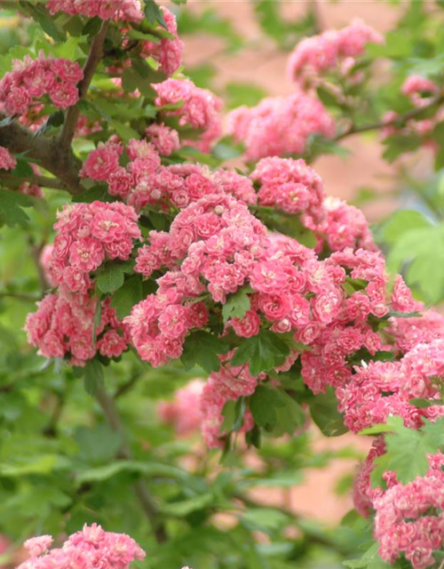 Crataegus laevigata Paul`s Scarlet