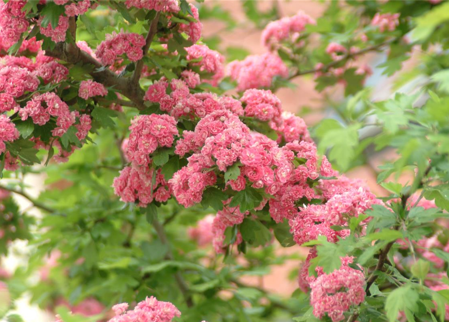 Crataegus laevigata Paul`s Scarlet