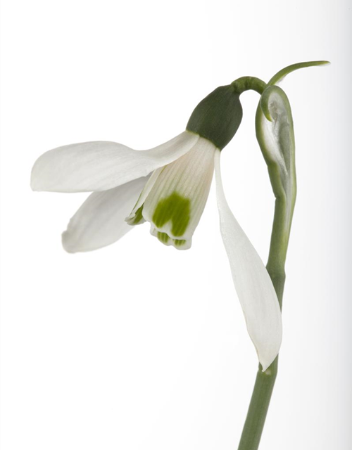 Galanthus nivalis x25 4/5