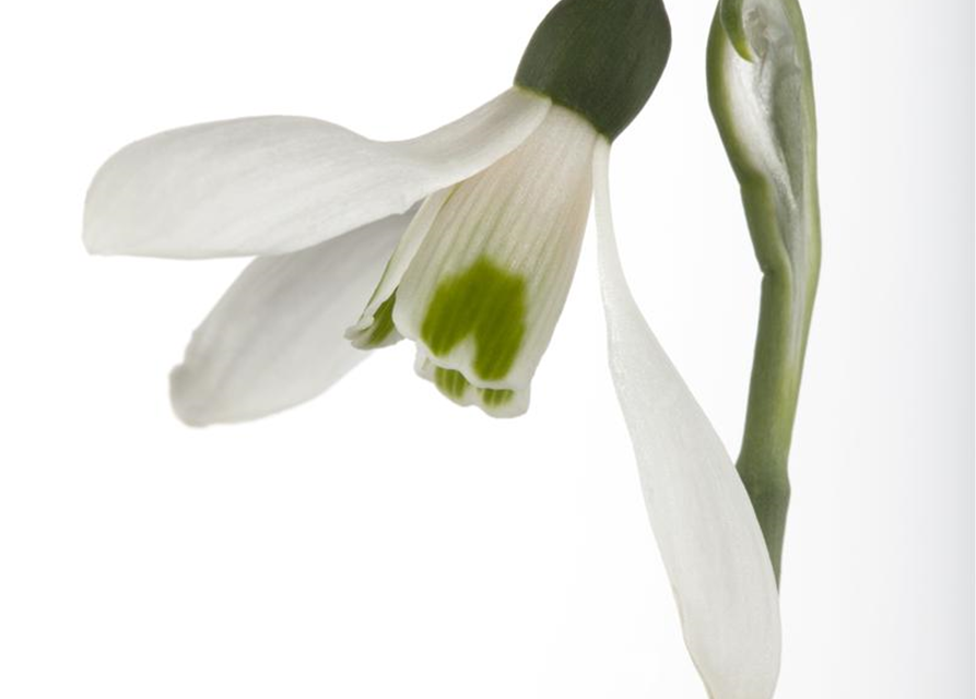 Galanthus nivalis x25 4/5