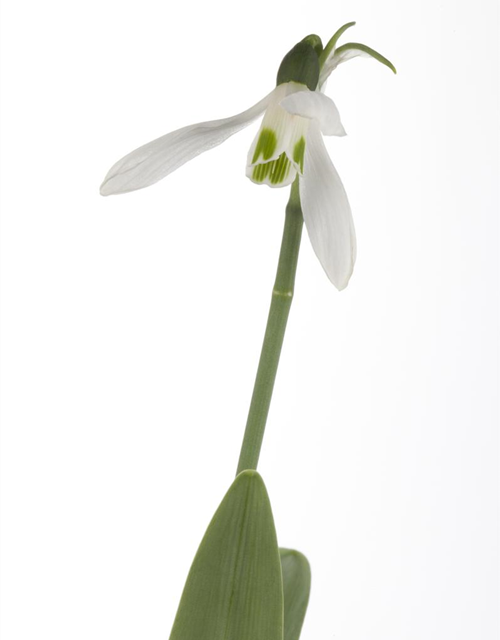 Galanthus nivalis x25 4/5