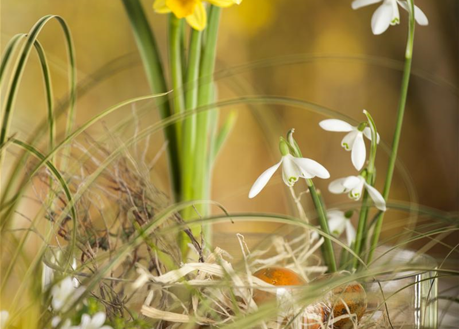 Galanthus nivalis x25 4/5