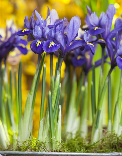 Iris reticulata x20 5/+