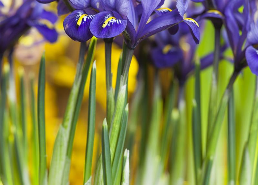 Iris reticulata x20 5/+