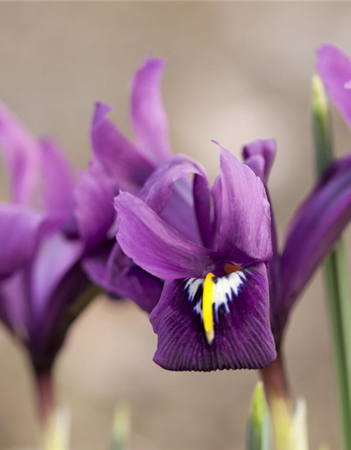 Iris reticulata x20 5/+