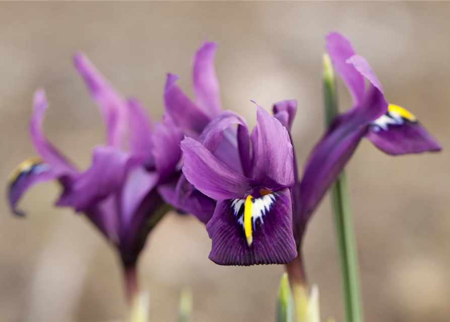 Iris reticulata x20 5/+